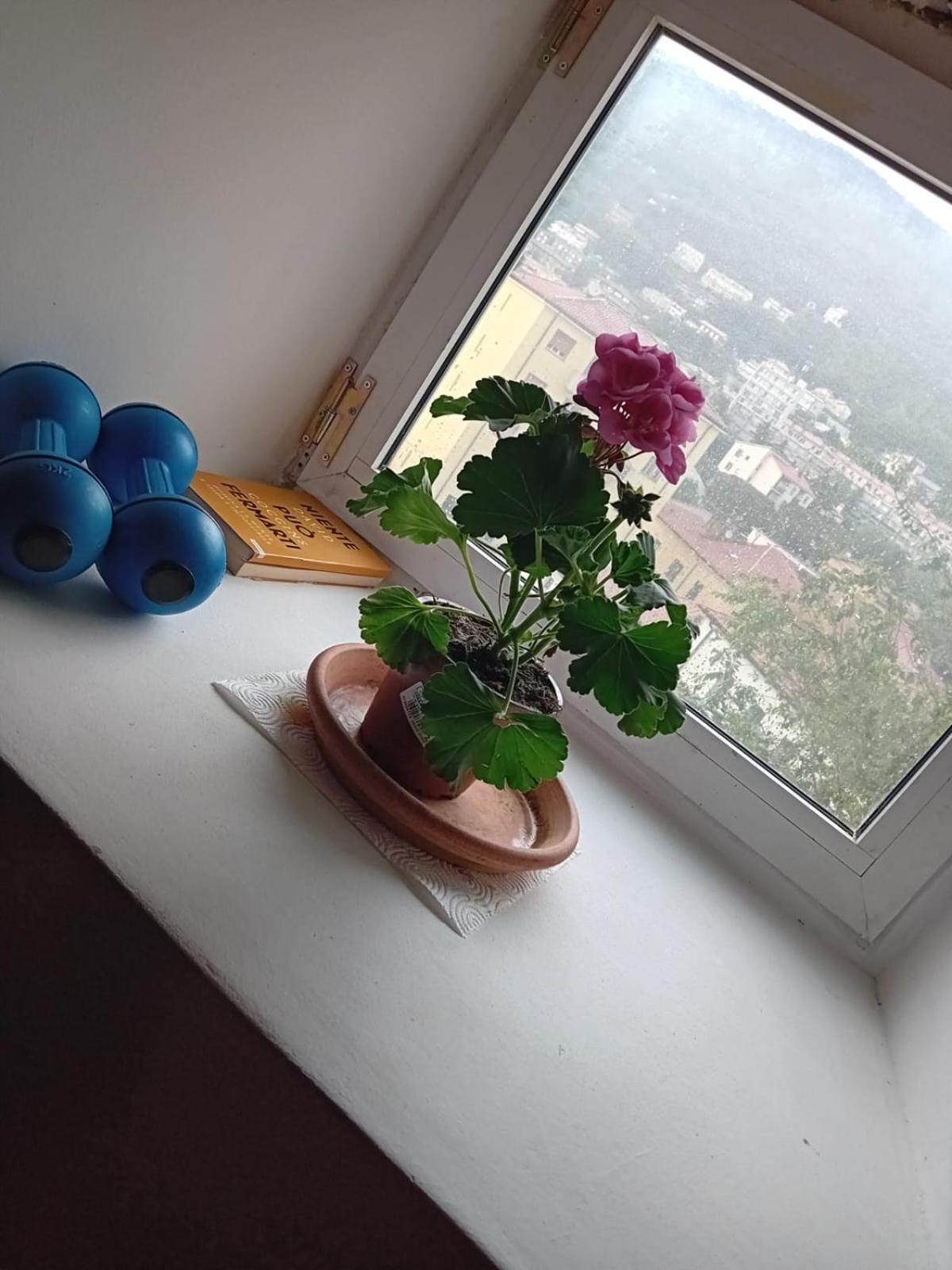 Antonini Apartments Trieszt Kültér fotó
